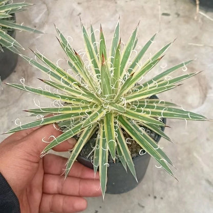 Variegated Agave Leopoldii – Rare Tropical Indoor Outdoor Variegated Thread Agave Specimen