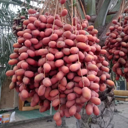 Um Al Hamam Red Dates Palm Seeds (Phoenix dactylifera) – 35 Premium Desert Date Seeds