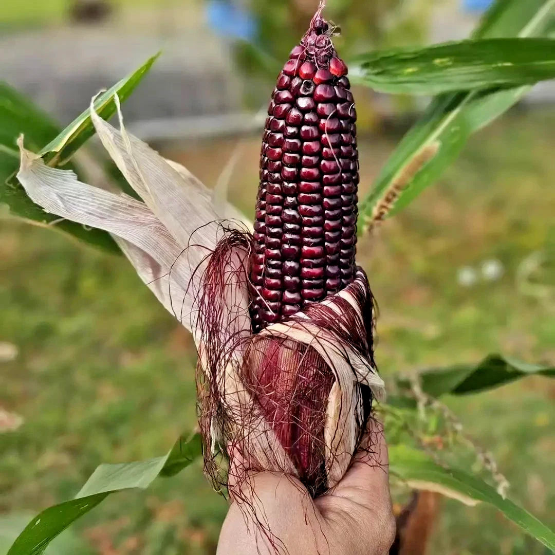 Premium Purple Waxy Corn Seeds (Zea mays ceratina) – Heirloom Sticky Sweet Corn Seeds for Planting (2,000+ Pcs)