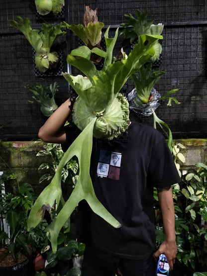 Platycerium grande - Rare 'Tongue' Staghorn Fern