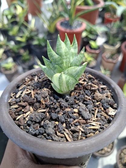 Sansevieria 'BNC White' Variegated - Rare Tropical Snake Plant