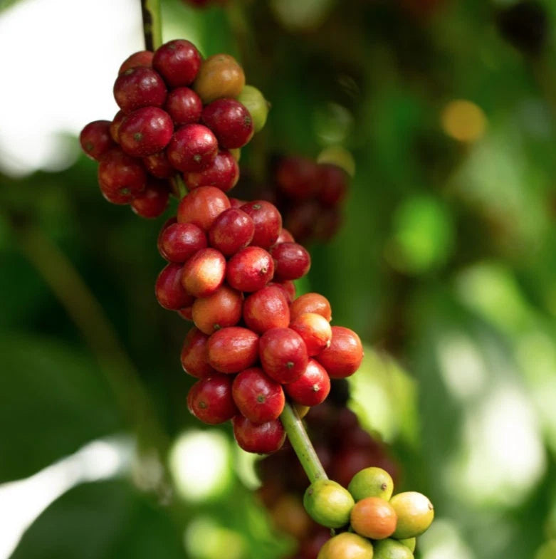 Robusta Coffee Seeds (Coffea canephora var. Robusta) – Premium Certified High-Caffeine Specialty Coffee Bean Seeds for Planting (120 Pcs)