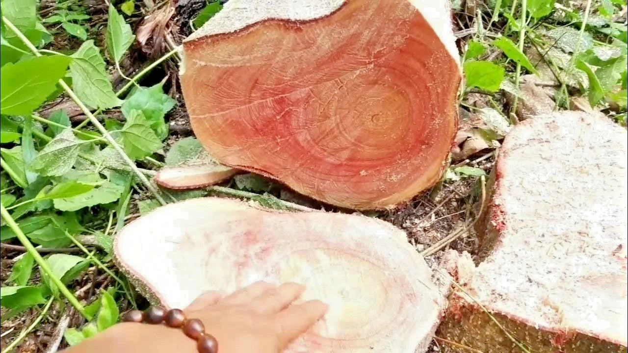 100+ Red Sengon Smithiana Seeds (Albizia chinensis var. smithiana) – Fast-Growing Strong Timber & Reforestration Tree Seeds