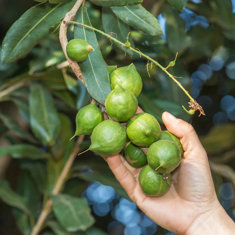 Macadamia Nut Seeds 300+ (Macadamia integrifolia) – Bulk Premium Australian Nut Tree & High-Value Orchard Crop Seeds for Planting