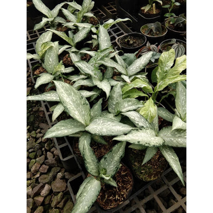 Dieffenbachia maculata 'Tropical Tiki' – Variegated Dumb Cane