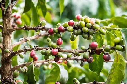 SL10 Coffee Seeds (Coffea arabica var. SL10) – Certified High-Yield Gourmet Coffee Bean Seeds for Planting (120 Pcs)