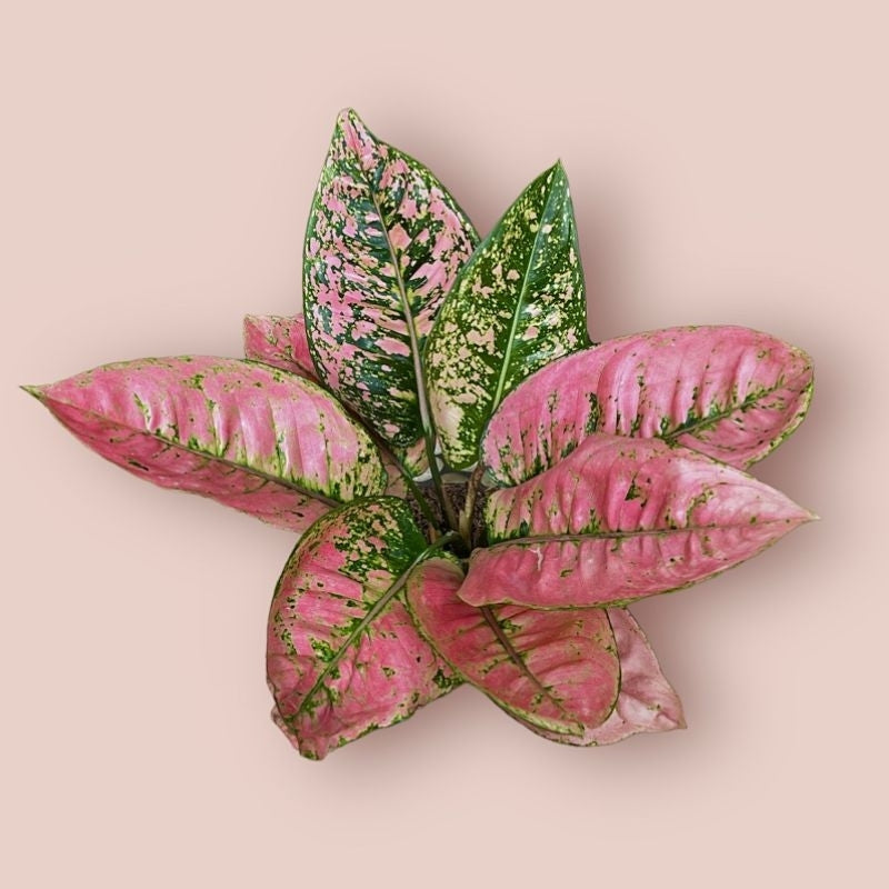 Aglaonema 'Ruby Fanta' - Vibrant & Bold Tropical Houseplant