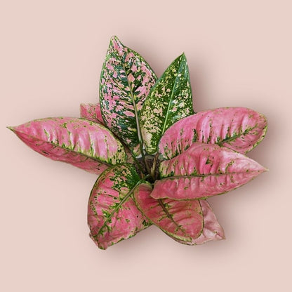 Aglaonema 'Ruby Fanta' - Vibrant & Bold Tropical Houseplant