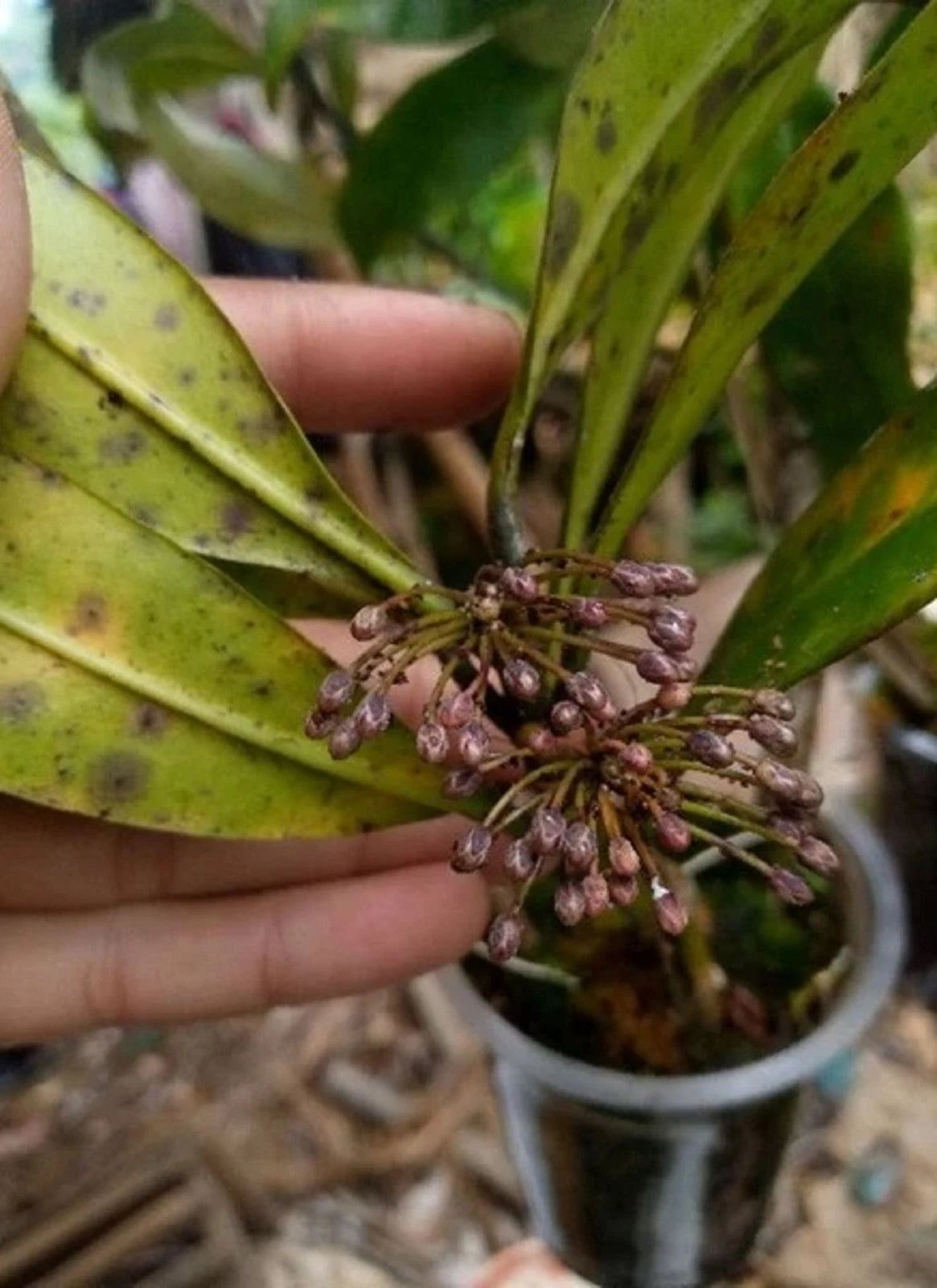 Rare Hoya Multiflora Live Plant - Premium Exotic Shooting Star Tropical Wax Plant