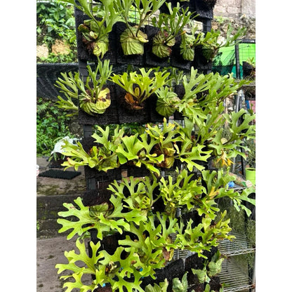 Platycerium ridleyi – Rare Architectural Staghorn Fern