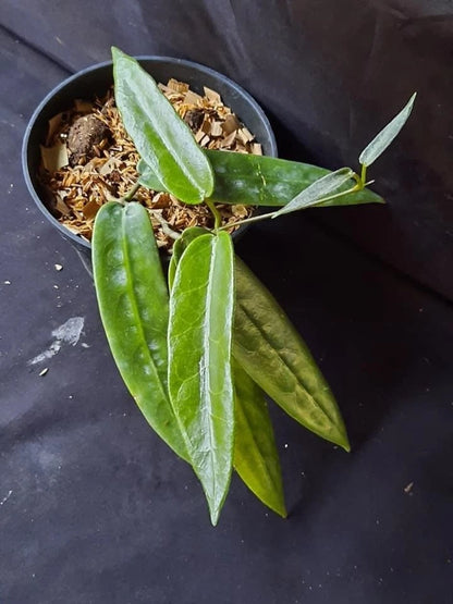 Hoya Stenophylla Dark SP Papua Rare Tropical Plant (Dark-Leaved Epiphytic Wax Vine Specimen) – Premium Botanical Houseplant Seeds & Cuttings for Growing