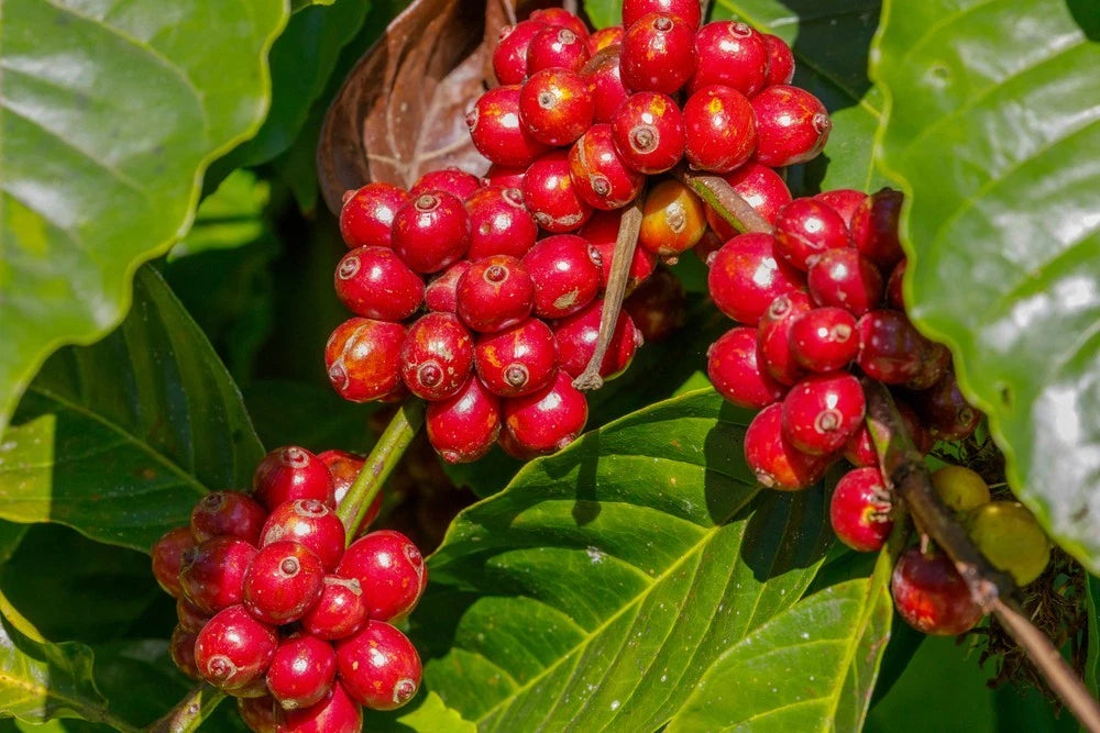 Kalimas Coffee Seeds (Coffea arabica var. Kalimas Selection) – Premium Specialty Estate Coffee Plant Seeds for Planting