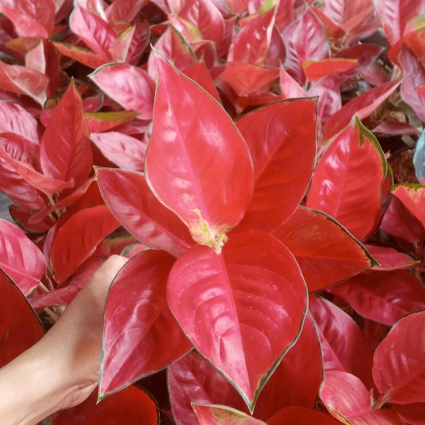Rare Aglaonema Red Cherry - Premium Colorful Ornamental Tropical Aroid Indoor Houseplant