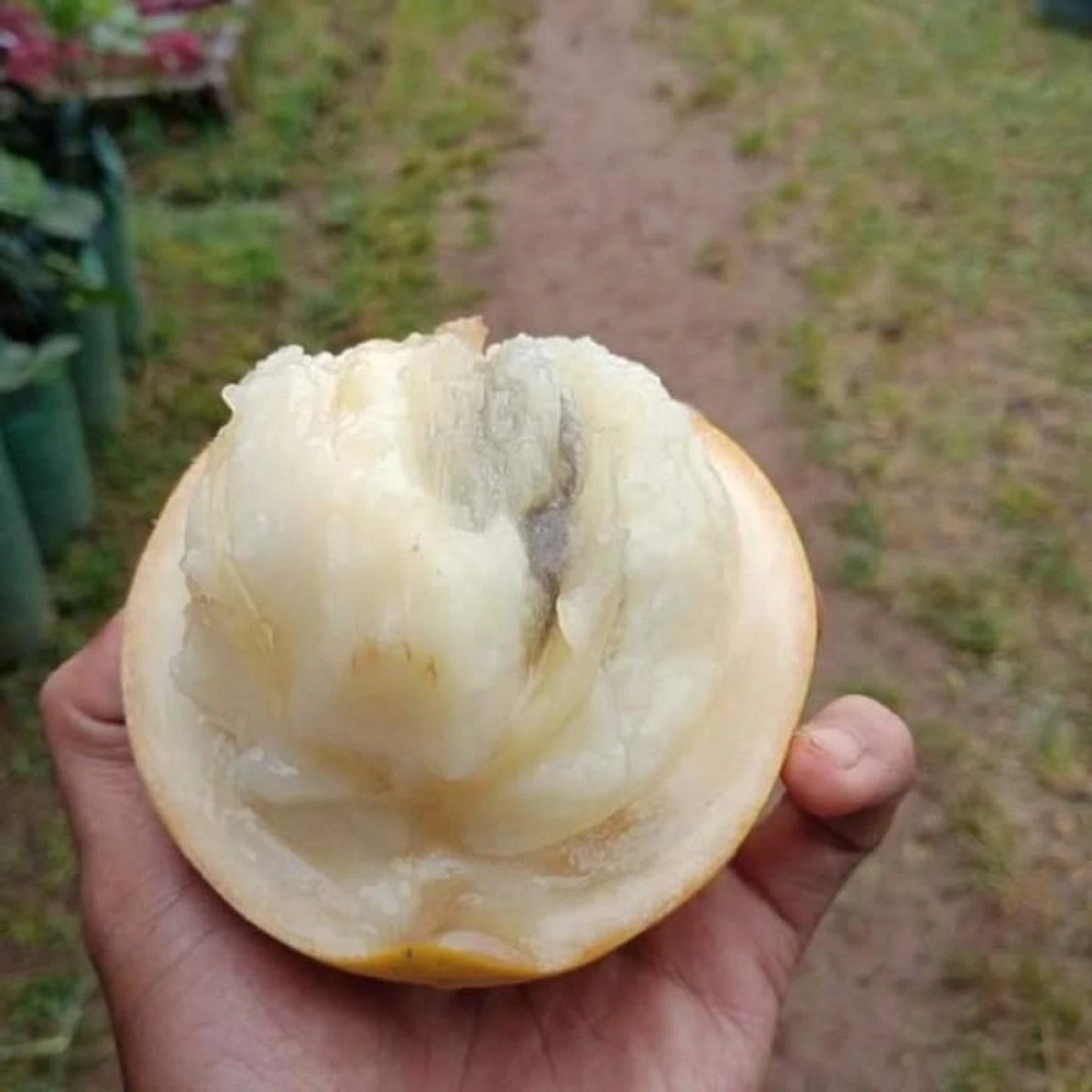 Sapodilla (Sawo) Australian Variety - Premium Grafted Fruit Tree