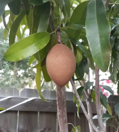 Big Sapodilla Seeds (Manilkara zapota) – 35+ Premium Jumbo Chikoo Seeds