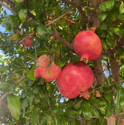 Bulk Kashmir Red Pomegranate Seeds (Punica granatum 'Kashmir Red') – 100+ Premium Fresh Rare Sweet Kashmir Red Pomegranate Seeds for Planting