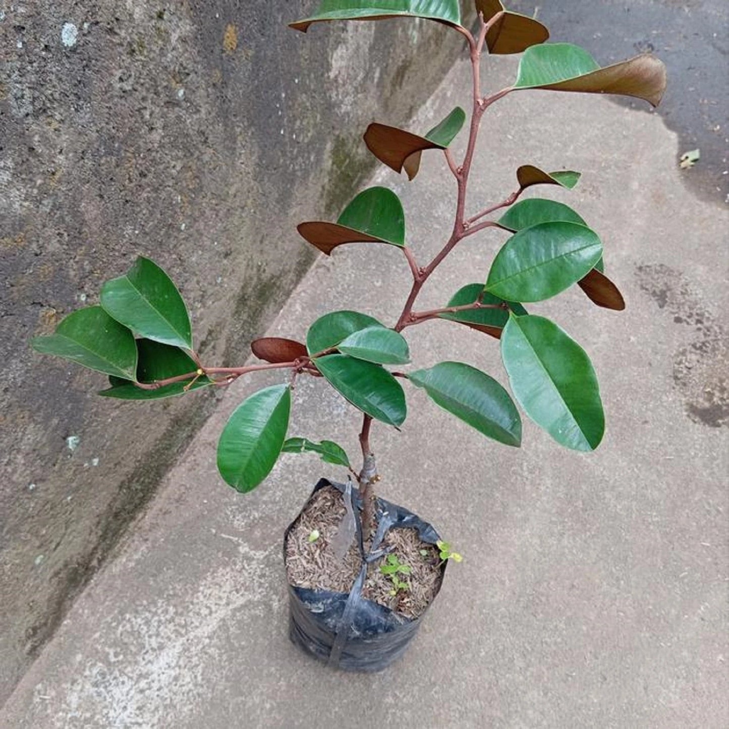 Purple Star Apple (Chrysophyllum cainito) - Premium Grafted Exotic Fruit Tree