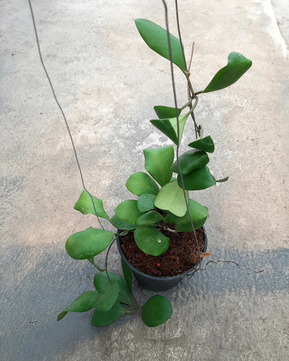 Rare Hoya Lucardenasiana Live Plant - Premium Exotic Tropical Wax Plant