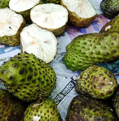 Borneo Giant Soursop Seeds (Annona muricata 'Borneo Giant') – 100+ Premium Fresh Mammoth Sweet Borneo Soursop Seeds