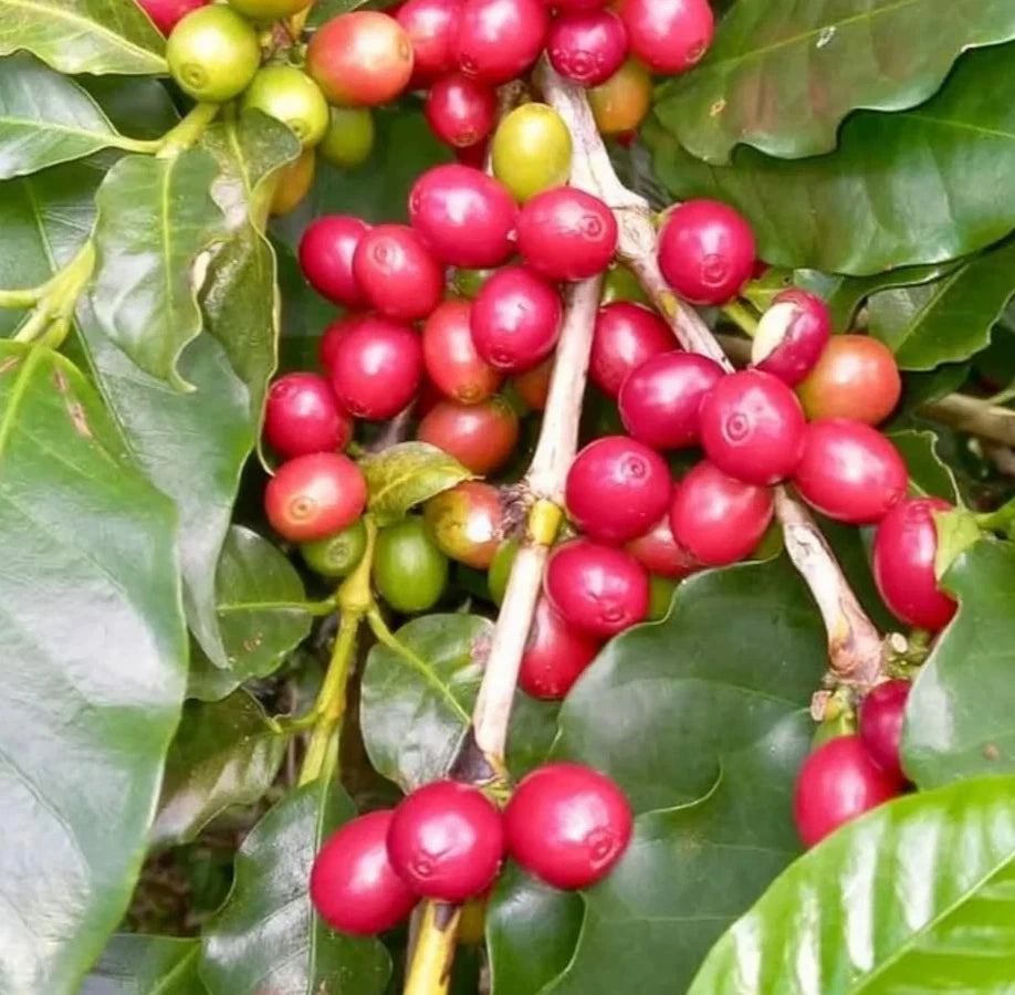 Bourbon Coffee Seeds 120 pcs (Coffea sp.) – Premium Certified Heirloom Arabica Coffee Bean Plant Seeds for Planting