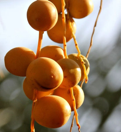 Barhi Date Palm Seeds (Phoenix dactylifera 'Barhi') – 35+ Premium Rare Honey-Sweet Butterscotch Date Seeds