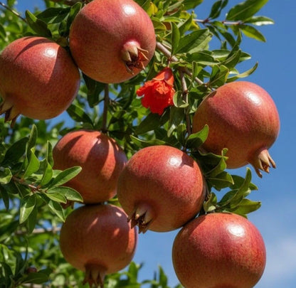 Kazake Pomegranate Seeds (Punica granatum 'Kazake') – 100 Premium Fresh Cold-Hardy Sweet Kazake Pomegranate Seeds