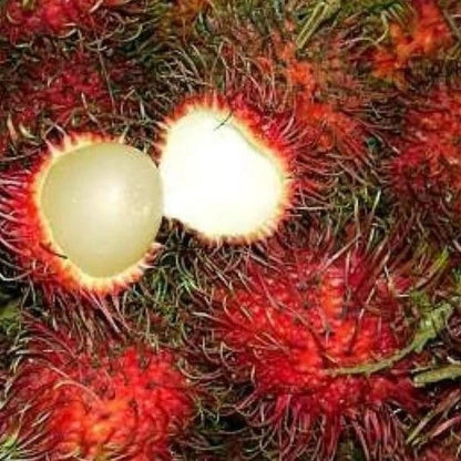 Grafted Rambutan Garuda Seedling – "Giant" Tropical Fruit Tree