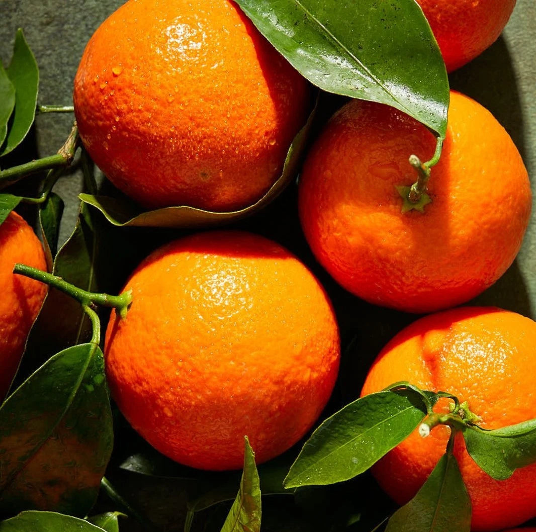 Mandarin Orange Seeds (100+ Bulk Seeds, Citrus reticulata) – Sweet Mandarin Citrus Fruit Tree Seeds for Planting