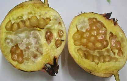 100+ White Pulps Pomegranate Seeds (Punica granatum var. White) – Premium Exotic Clear-Aril Fruit Plant Seeds for Planting