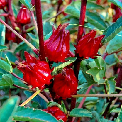 Red Roselle Hibiscus Seeds (Hibiscus sabdariffa) – 2.000++ Premium Heirloom Deep Crimson Roselle Seeds for Planting