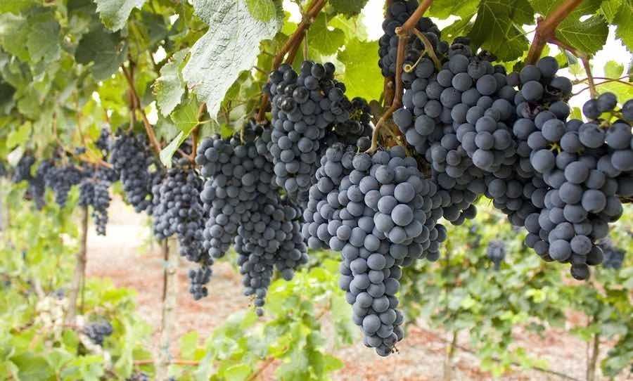 Lemberger Grape Seeds 100+ pcs (Vitis vinifera 'Lemberger') – Premium Certified Blaufränkisch Wine and Table Grape Vine Plant Seeds for Planting