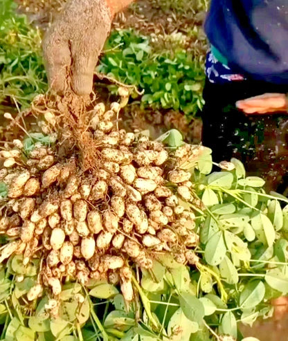 Batik Peanut Seeds (Arachis hypogaea) – 1.000+ Premium Rare Exotic Striped Batik Groundnut Seeds for Planting