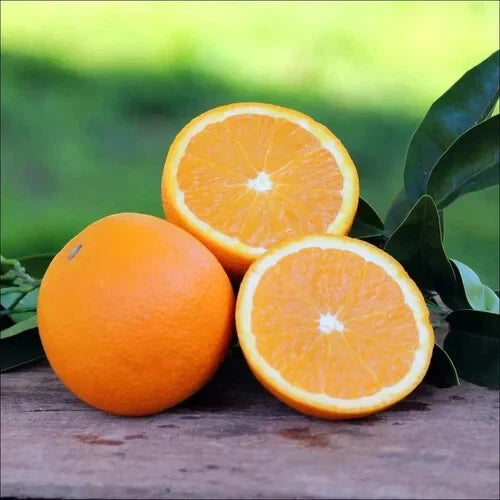 100++ Navel Orange Seeds (Citrus sinensis) – Premium Quality