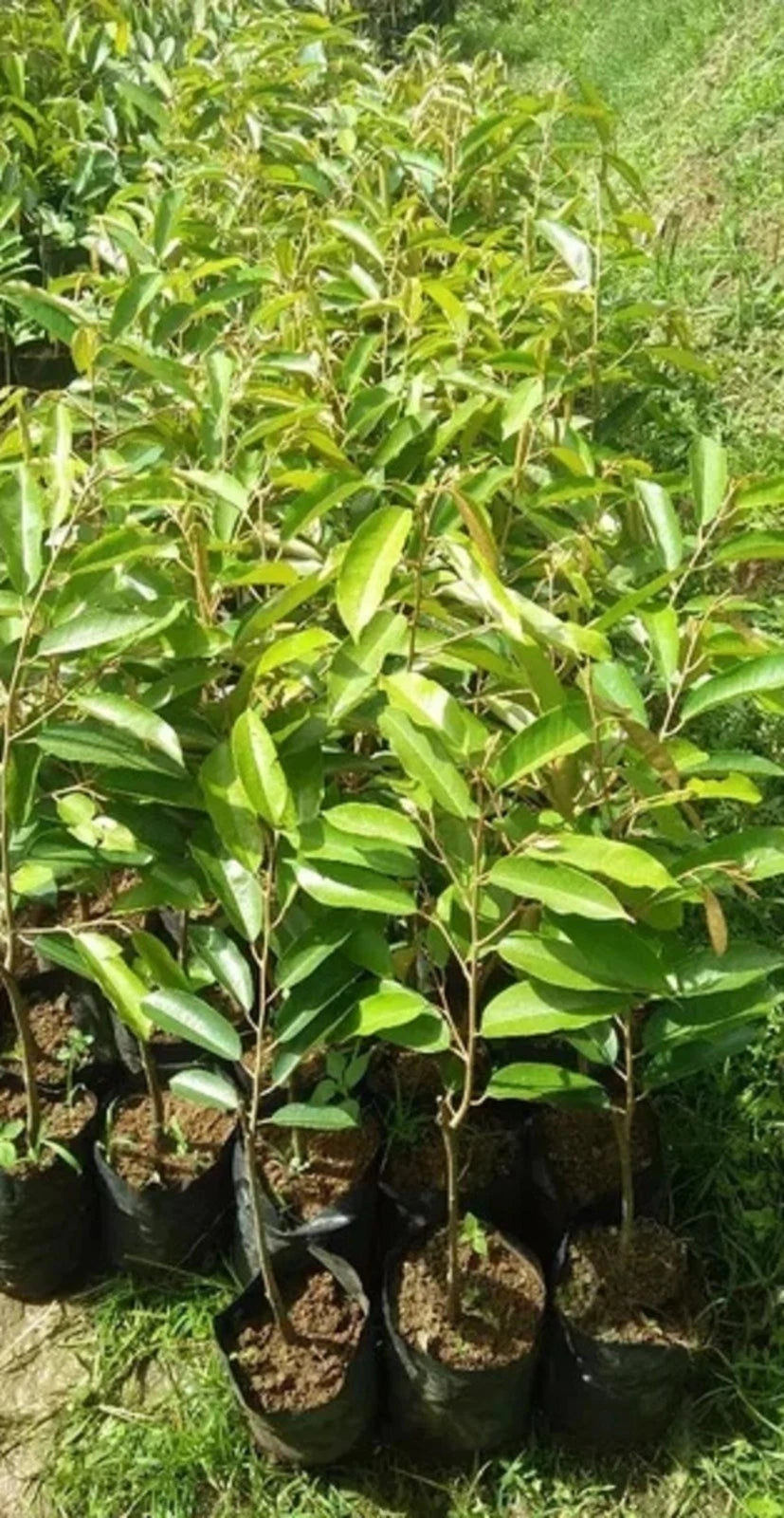 Grafted Namlong Durian Fruit Tree - Premium Tropical Durian