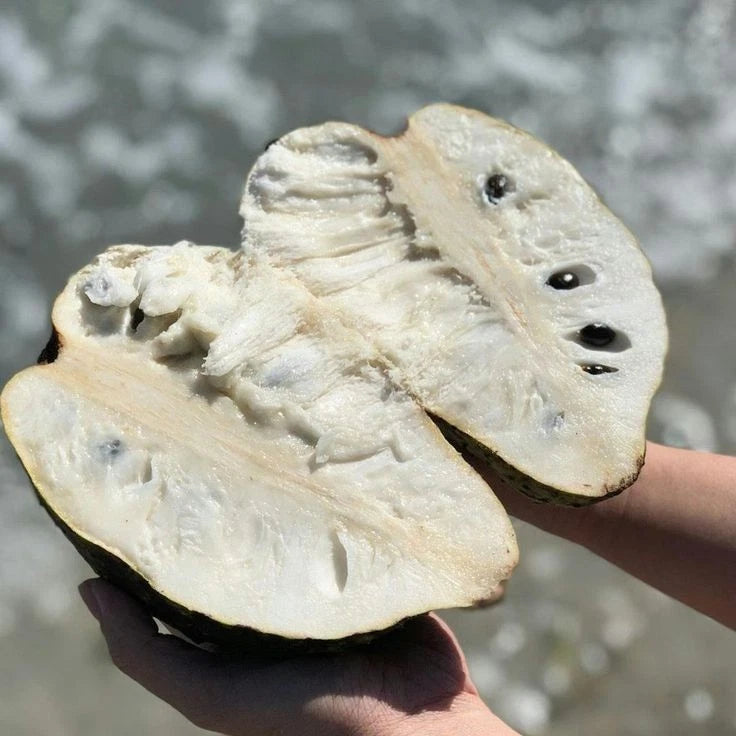 Soursop Seeds var. Miami (Annona muricata) – Premium Sweet Soursop Graviola Exotic Fruit Tree Seeds for Planting (100 Pcs)