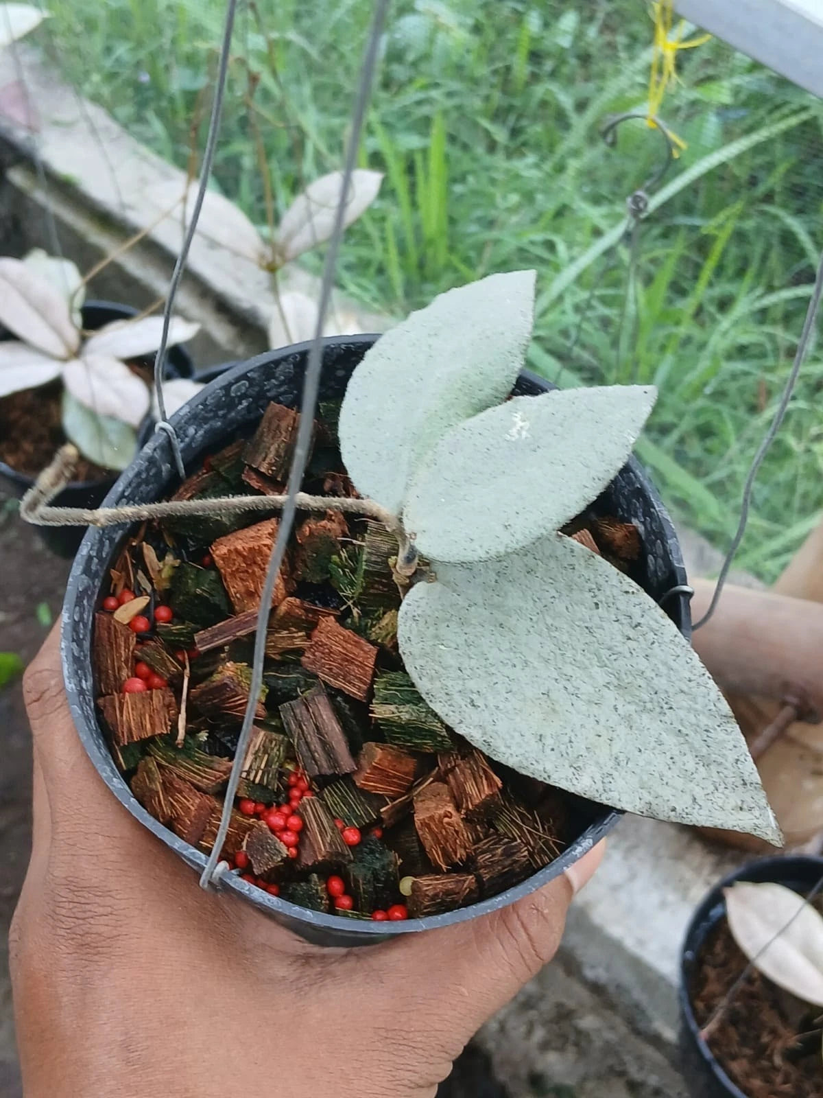 Hoya Caudata 'Argentea' – Rare Tropical Indoor Outdoor Wax Plant Certified Live Specimen for Planting