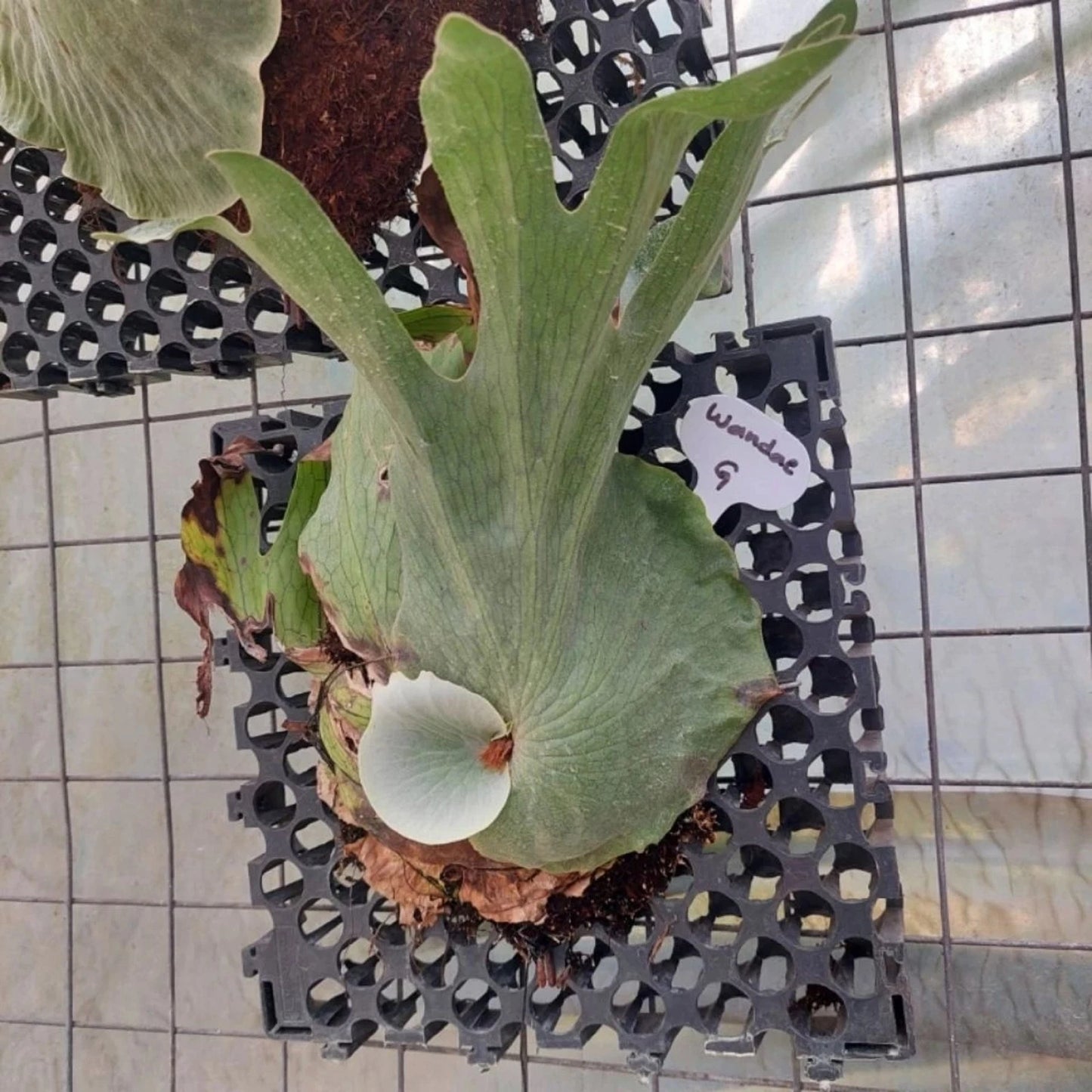 Platycerium wandae – The Queen Staghorn Fern