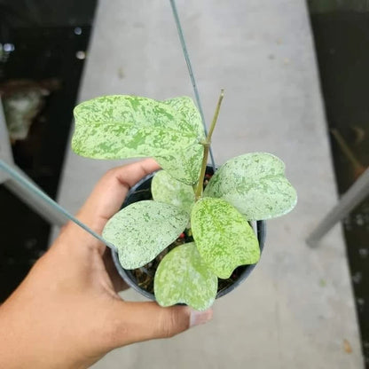 Hoya Deykeae 'Morning Dew' – Rare Tropical Indoor Outdoor Wax Plant Certified Live Specimen for Planting