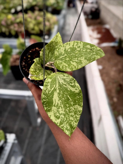 Hoya Glabra SF004 | Rare Hoya Wax Plant | Tropical Indoor Outdoor Houseplant