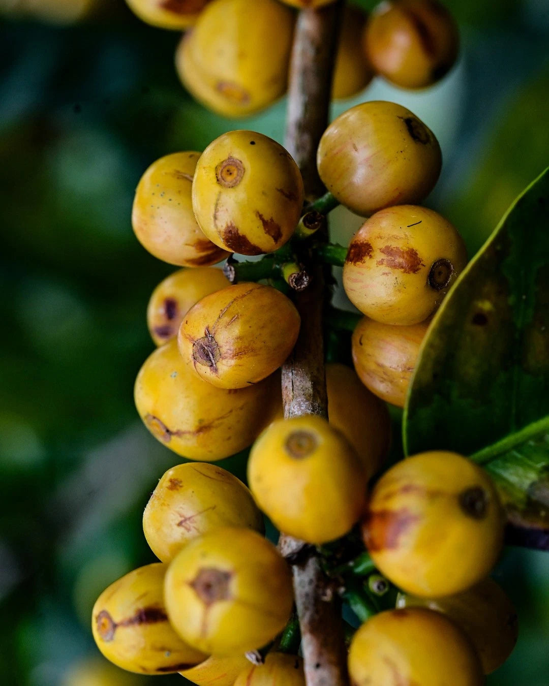 Yellow Catuai Coffee Seeds (Coffea arabica var. Catuai Amarelo / Compact High-Yield Highland Selection) – Premium Gourmet Specialty Coffee Plant Seeds for Planting