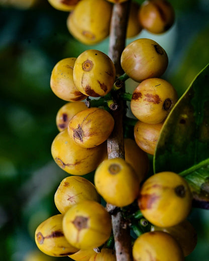 Yellow Catuai Coffee Seeds (Coffea arabica var. Catuai Amarelo / Compact High-Yield Highland Selection) – Premium Gourmet Specialty Coffee Plant Seeds for Planting