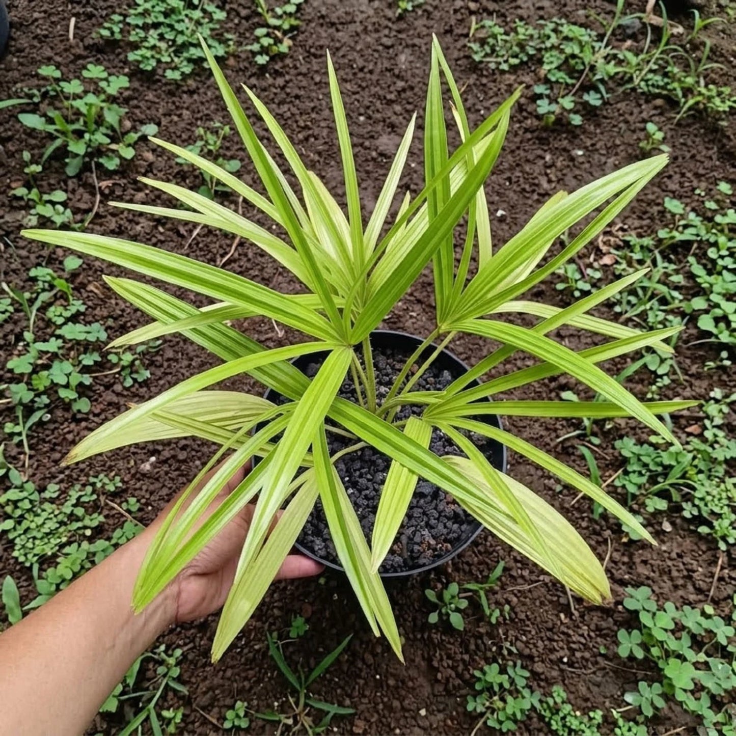 Livistona benthamii ‘Golden’ – Rare Tropical Fan Palm