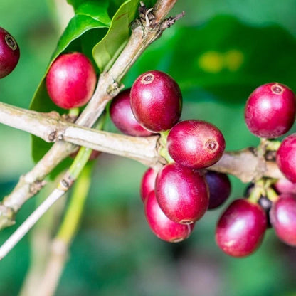 TRS Coffee Seeds (120+ Bulk Seeds, Coffea canephora var. TRS) – Tropical Robusta Selection High-Yield Gourmet Coffee Bean Plant Seeds for Planting