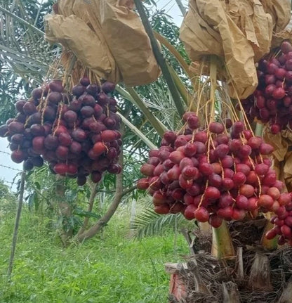 Gondela Date Palm Seeds (Phoenix dactylifera) – 35+ Premium Gondeh Date Seeds