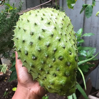 Borneo Giant Soursop Seeds (Annona muricata 'Borneo Giant') – 100+ Premium Fresh Rare Colossal Sweet Borneo Soursop Seeds