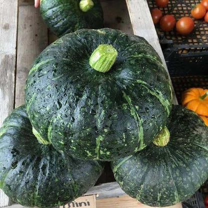 Green Kabocha Squash Seeds (Cucurbita maxima) – 100++ Premium Heirloom Sweet Japanese Pumpkin / Winter Squash Seeds