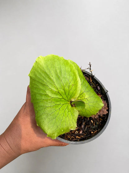Platycerium Hillii 'Papuanum' - Rare Tropical Staghorn Fern (Mounted)