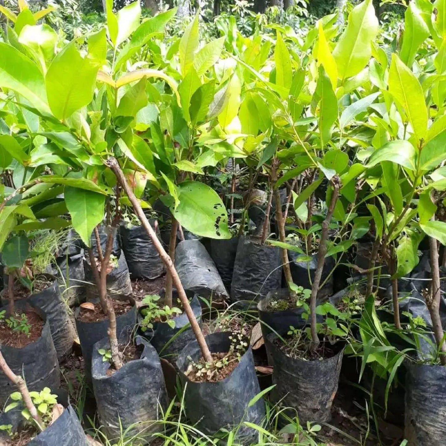 Black Kingkong Water Apple (Jambu) Grafted Fruit Tree - Rare Tropical Wax Apple