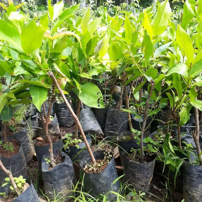 Black Kingkong Water Apple (Jambu) Grafted Fruit Tree - Rare Tropical Wax Apple