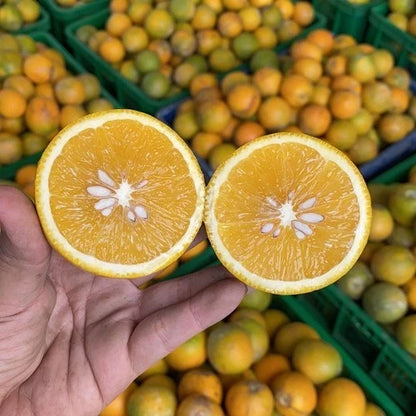 Baby Orange Seeds (Citrus Reticulata) – Certified Heirloom Dwarf Mandarin Citrus Fruit Crop for Planting
